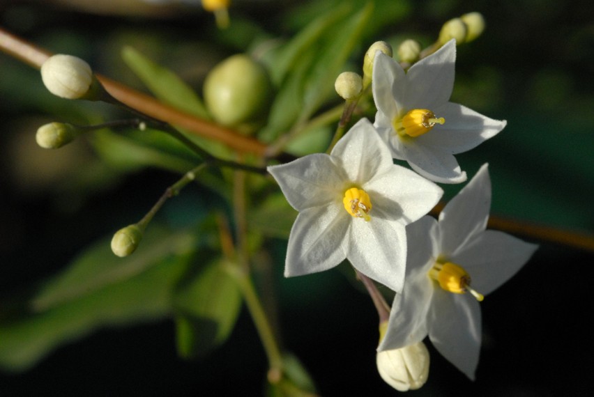 Scatti per Simonetta